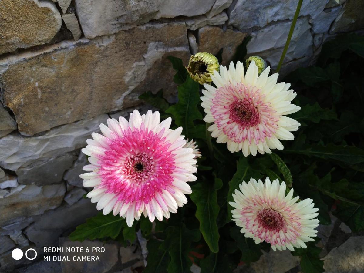 Villa Loulaki Magazia Paxi Arvanitakeika ภายนอก รูปภาพ