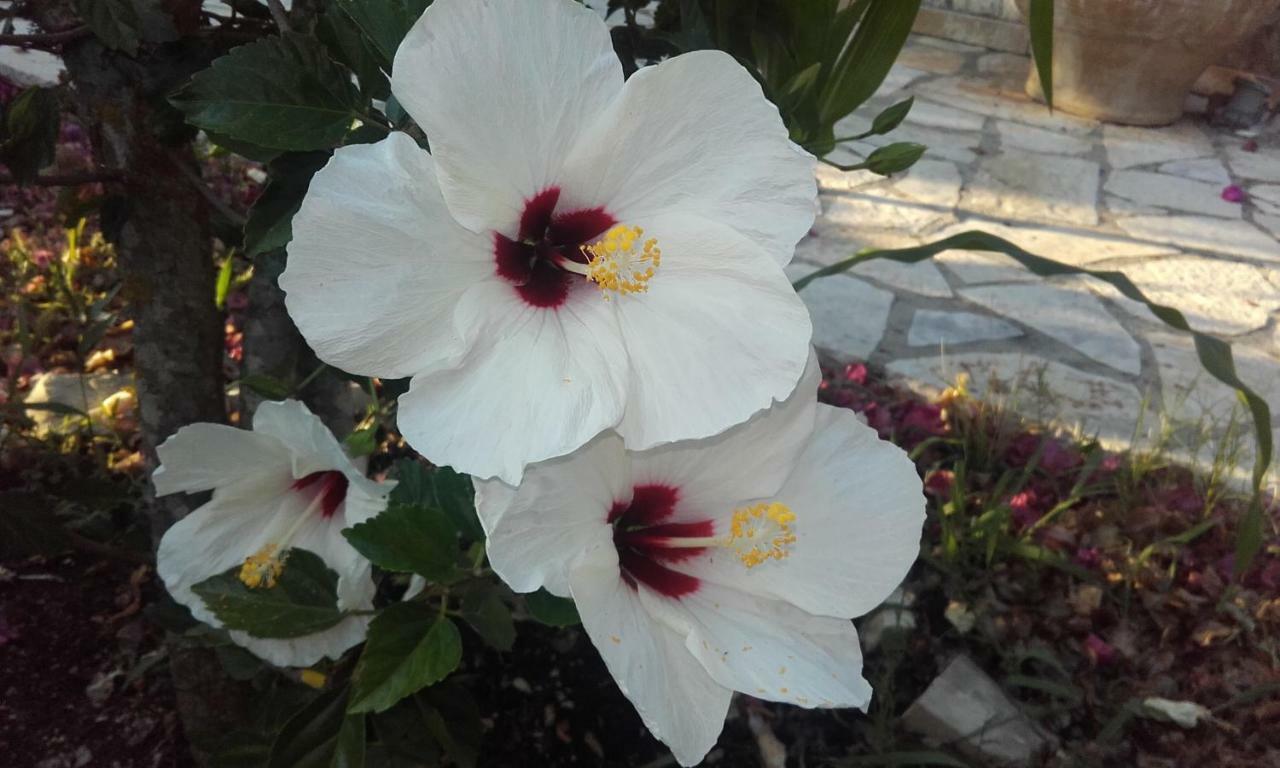 Villa Loulaki Magazia Paxi Arvanitakeika ภายนอก รูปภาพ